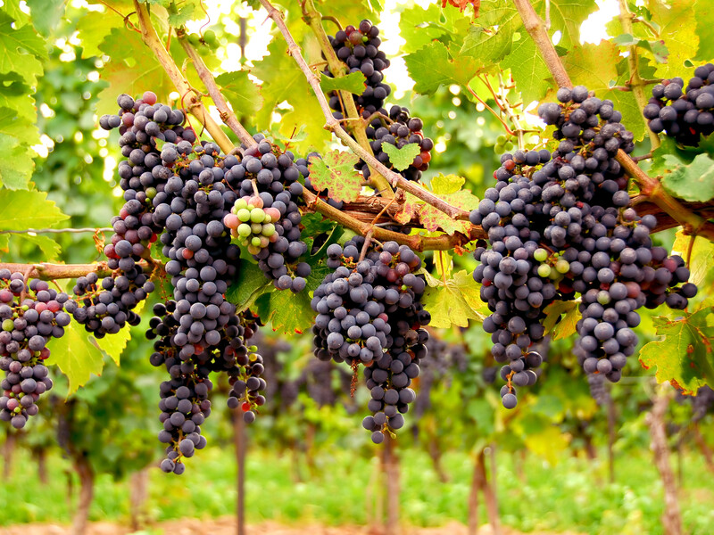 Эта схема ухода за виноградом обеспечит урожай сладких ягод