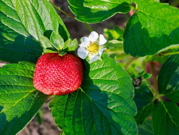 Огородница назвала эффективное удобрение для подкормки клубники в период цветения