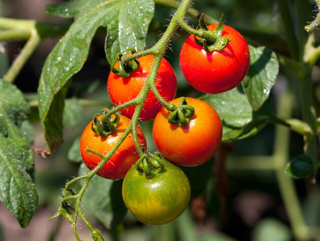 Благодаря этой хитрости урожай томатов увеличится в два раза – главное, успеть до этой даты