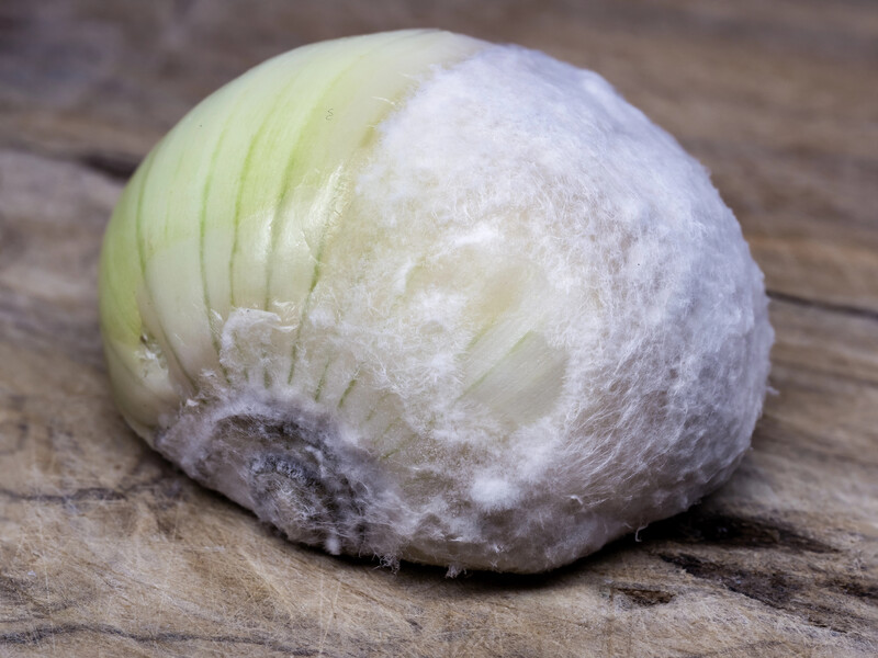 Белая гниль донышка лука: как распознать опасность и не потерять до 70% урожая