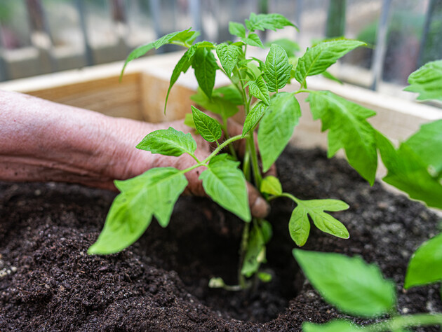 Ви теж садили помідори неправильно? Ось що потрібно зробити зі стеблом