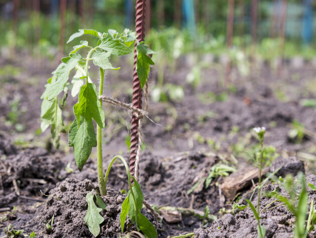 Посадіть томати саме в ці п'ять червневих днів і зберете щедрий урожай. Календар посіву