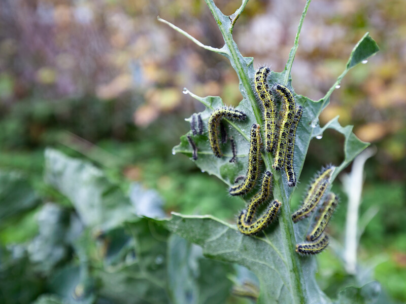Не тяните с обработкой, иначе останетесь без капусты. Назван проверенный препарат от капустной моли