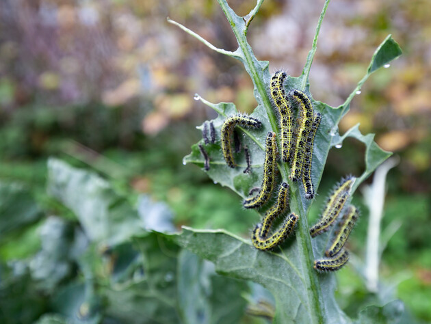 Не тяните с обработкой, иначе останетесь без капусты. Назван проверенный препарат от капустной моли