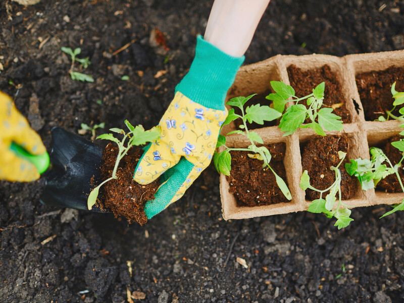 Полейте этим раствором рассаду томатов после высадки, чтобы они не заболели вершинной гнилью