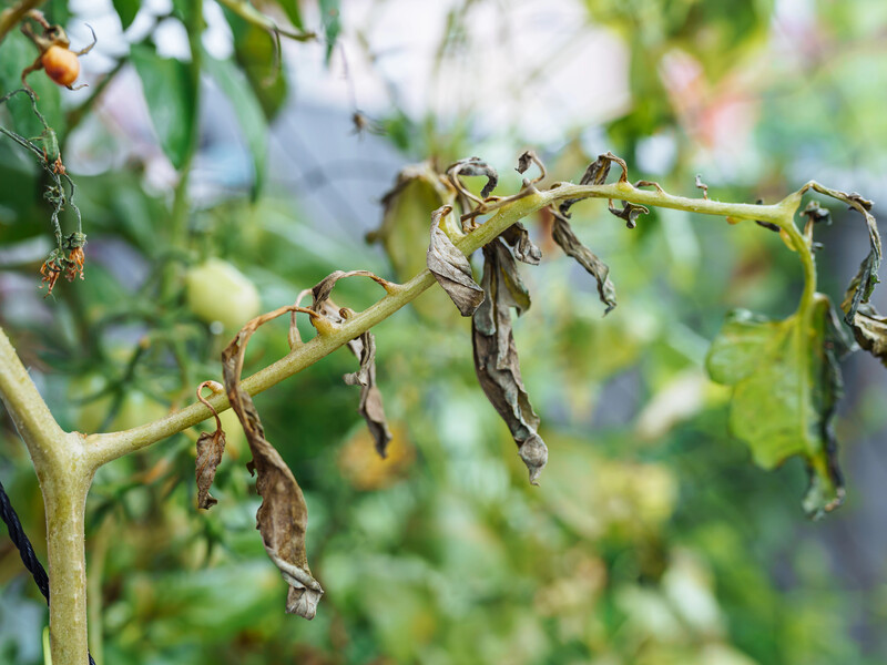 Полийте цим томати після заморозків – і вони знову оживуть. Городниця назвала ефективне добриво