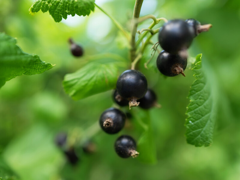 Смородина удивит крупными и сладкими ягодами благодаря этой дешевой подкормке без всякой химии