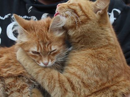 Бійці АТО в День кота показали своїх вихованців. Фоторепортаж