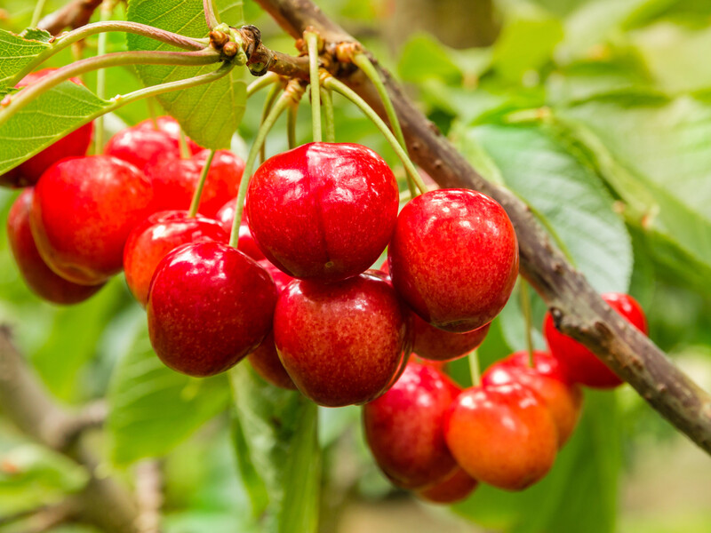 Защитите черешню от птиц. Эффективные средства без химии