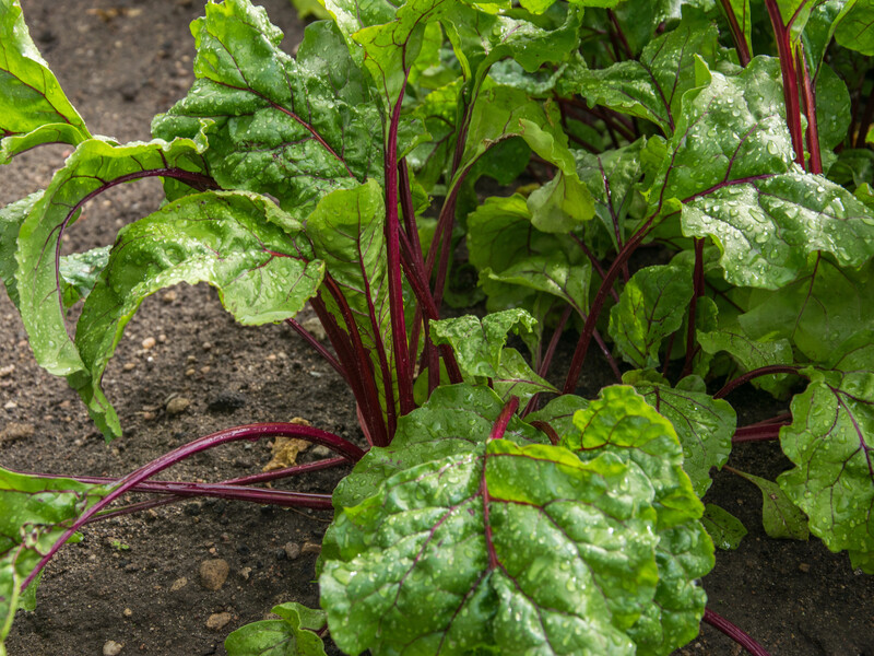 Буряки виростуть великими й солодкими. Названо рецепт найефективнішого підживлення