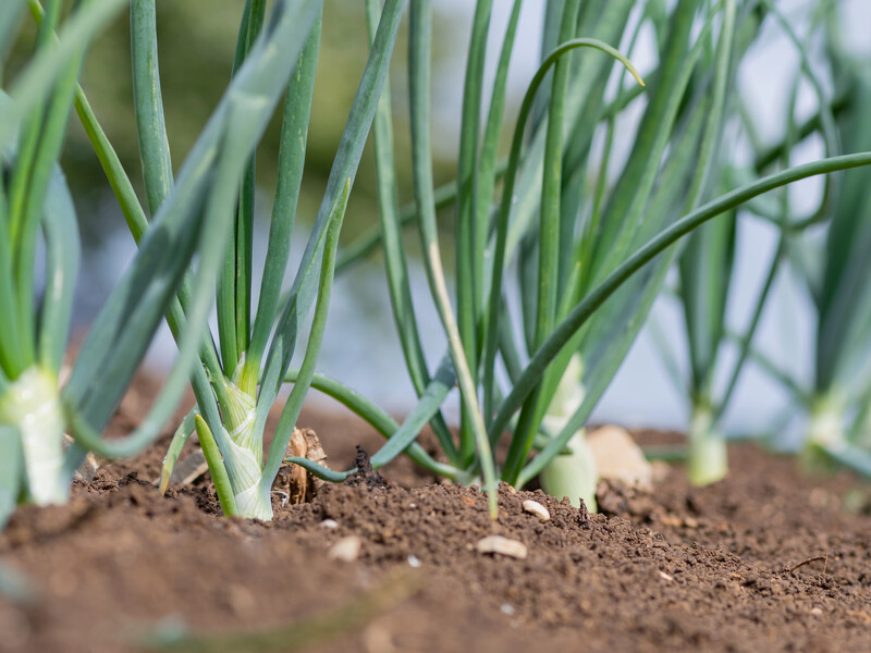 В июне внесите эту подкормку без химии, и лук вырастет невероятно большим и сочным