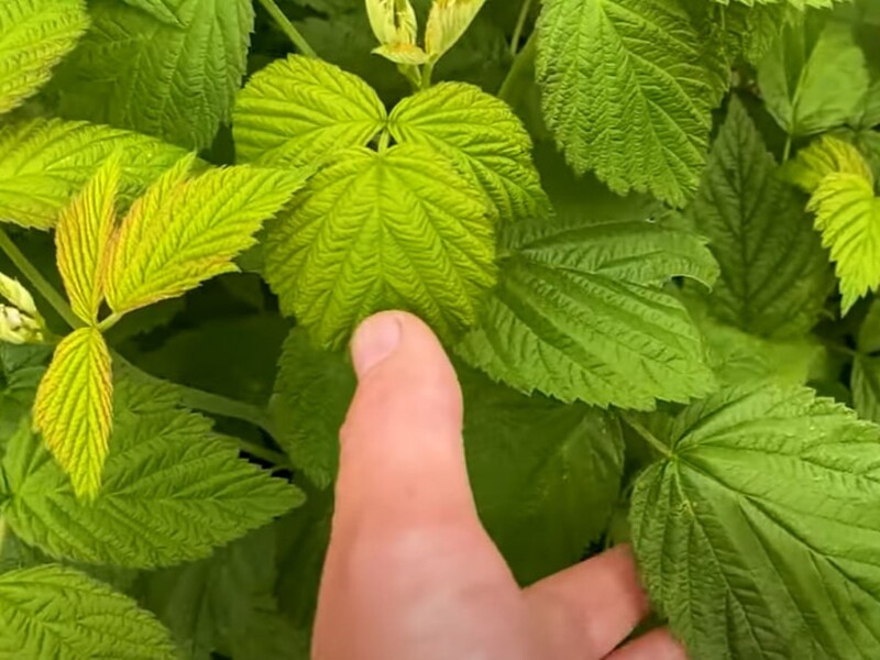 Опытные садоводы никогда не пропускают эту обработку малины. Сделайте так же и соберете щедрый урожай