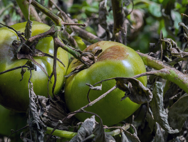 Опытные огородники используют это для защиты томатов от фитофторы. Сделайте так же – и будет щедрый урожай