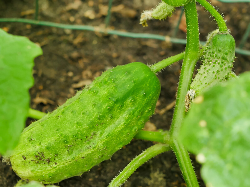 Досвідчені городники рятують цим огірки від пероноспорозу, не чекаючи симптомів. Рецепт оброблення