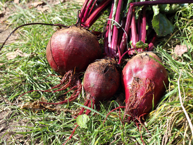 Только это действие поможет в борьбе со свекольной нематодой. Совет огородников