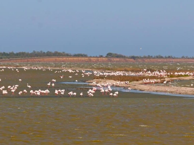 В Одеській області рожеві фламінго пішли з місця гніздування. Науковець назвав причину