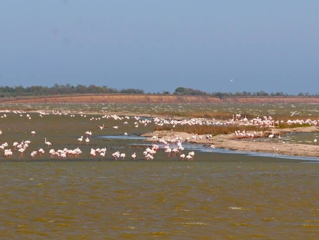 В Одесской области розовые фламинго ушли с места гнездования. Ученый назвал причину