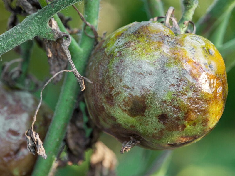 Эти два ингредиента из кухни гарантированно уничтожат фитофтору на томатах