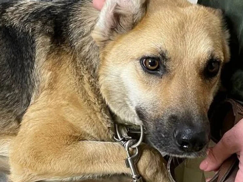 В Одесской области мужчину обвиняют в систематическом изнасиловании собаки – волонтеры