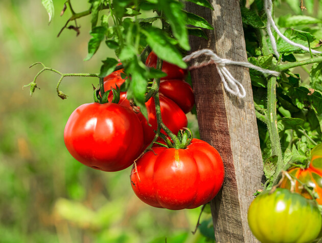 Опытные огородники считают это лучшей органической подкормкой для томатов. Главное – соблюсти дозировку