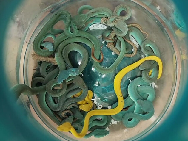 В аеропорту Мумбаї в багажі чоловіка виявили 47 отруйних змій 