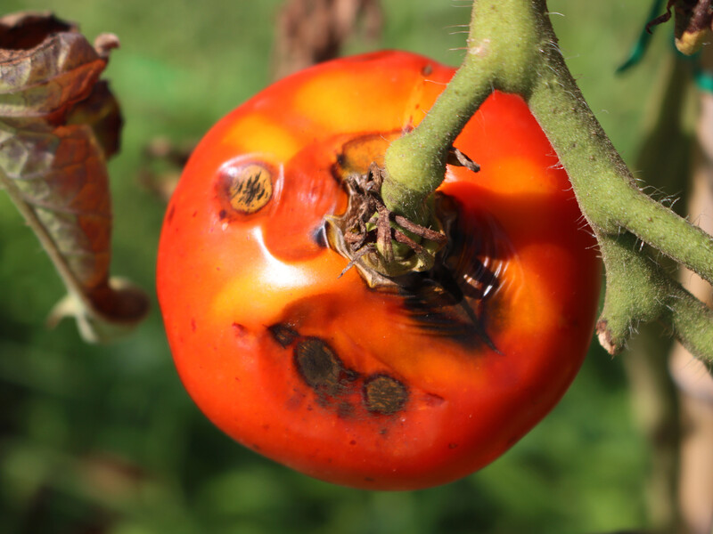 Как избавиться от фитофторы без химии. Эти методы прекрасно себя зарекомендовали