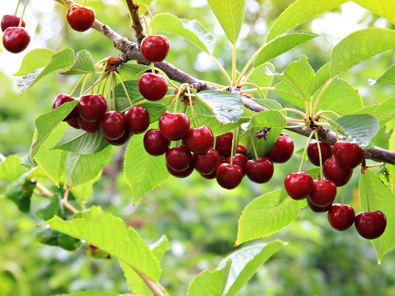 Опытные садоводы благодаря этому спасли черешню от птиц. Сделайте так же – и скворцы не обнесут ваш сад 