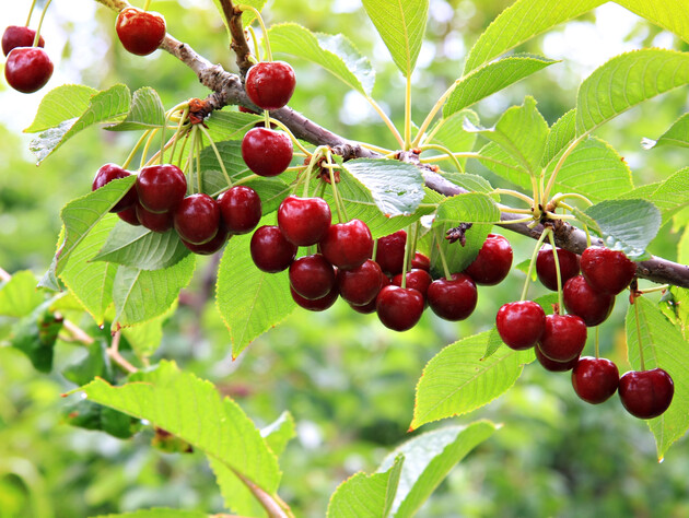 Опытные садоводы благодаря этому спасли черешню от птиц. Сделайте так же – и скворцы не обнесут ваш сад 
