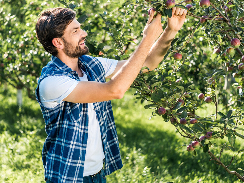 Это избавит от парши, мильдью, мучнистой росы и оидиума. Садоводы назвали лучший фунгицид