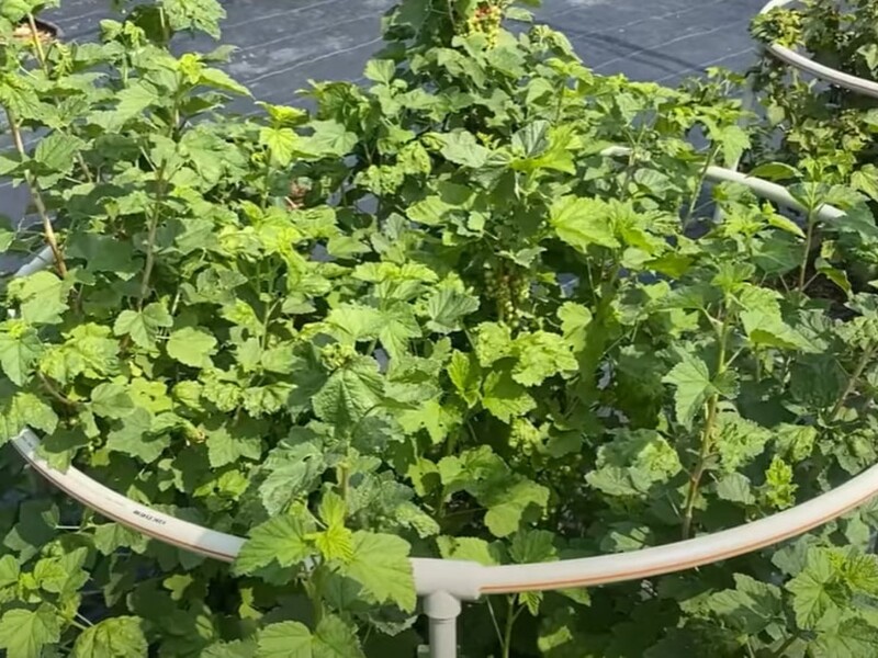 Вся тля после этой обработки осыпется на второй день. Рецепт эффективного раствора без химии