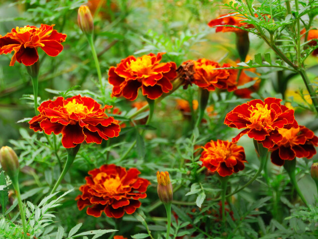 Опытные огородники всегда садят бархатцы рядом с этими культурами. Сделайте так же – и сэкономите на обработках 