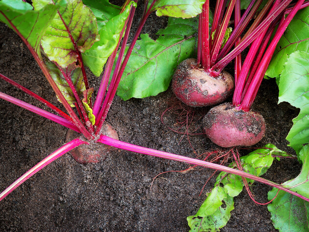  Сделайте это летом – и свекла вырастет крупной и сочной. Две лучшие подкормки для корнеплодов
