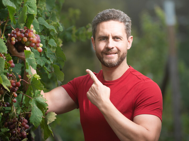 Не делайте этого с виноградником, чтобы не уничтожить урожай. Советы по пасынкованию