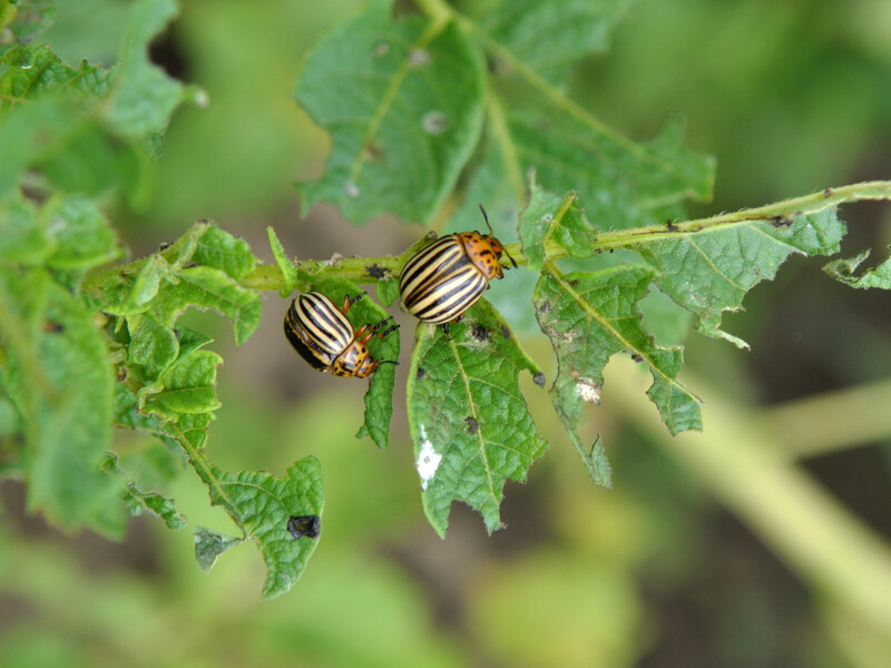 После этой обработки колорадский жук погибнет. Назван эффективный инсектицид
