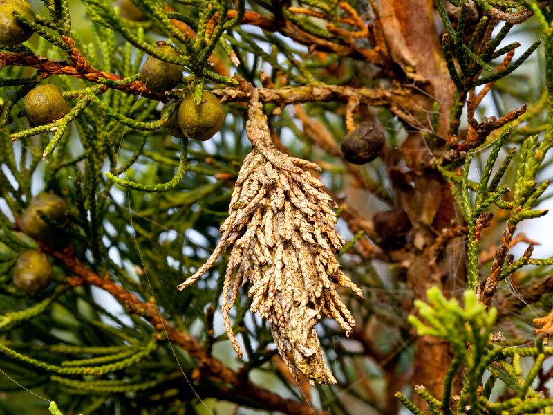 От этого насекомого тяжело защититься. Огородница назвала эффективный инсектицид от щитовки