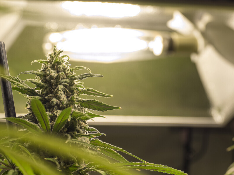 В Украину впервые разрешили импортировать медицинский каннабис – Гослекслужба