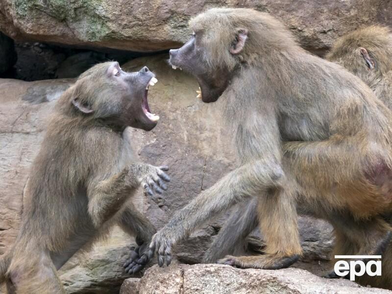 У Нідерландах бабуїни наробили селфі на телефон відвідувачки зоопарку. Відео