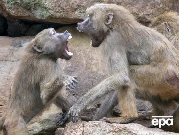 У Нідерландах бабуїни наробили селфі на телефон відвідувачки зоопарку. Відео