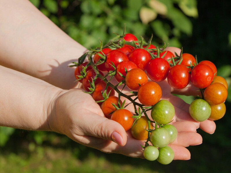 Первая подкормка томатов для сахаристых плодов. Как дать рассаде силу для роста