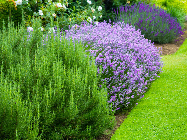 Посадили – і забули: кущі, які квітнуть усе літо й завжди мають охайний вигляд