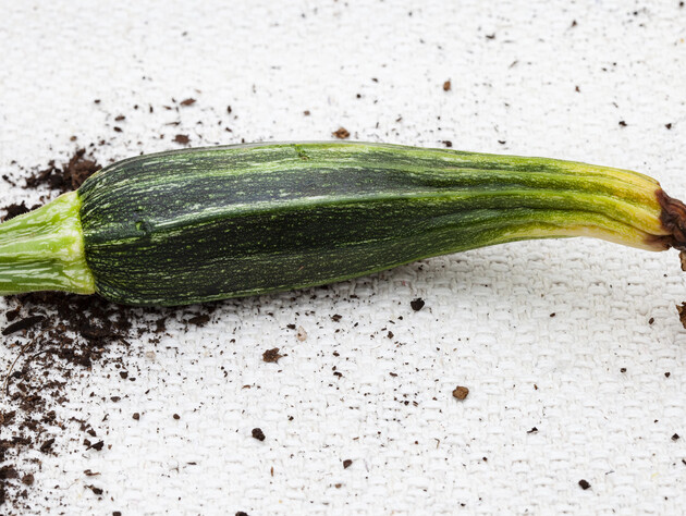 Почему цуккини вянут и гниют с конца? Причина в опылении – и вы можете помочь