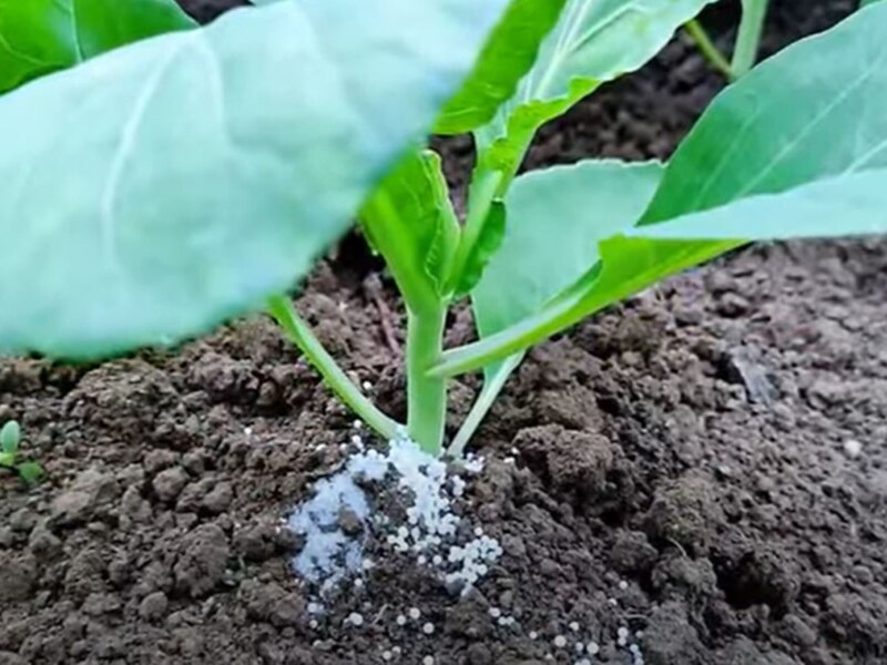 Опытные огородники всегда бросают это под капусту, чтобы головки были плотные. Главное – полить водой