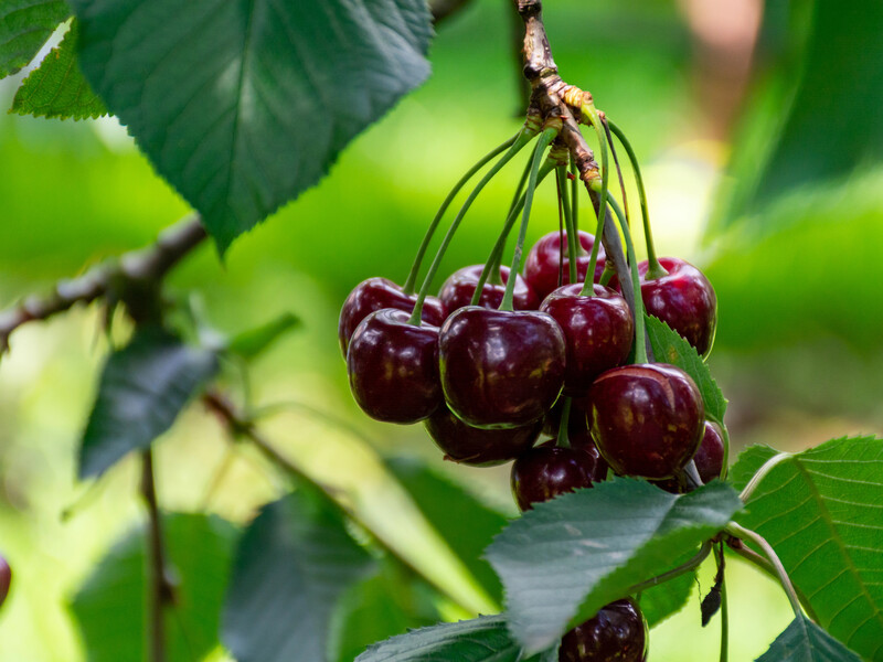 Этот метод гарантированно отпугнет птиц от черешни. Опытный садовод рассказал о рабочей схеме
