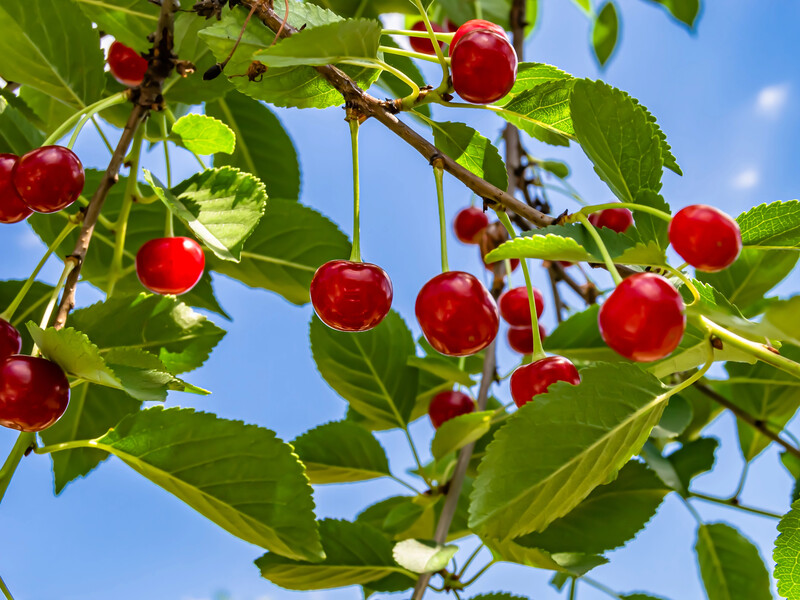 Это самый эффективный отпугиватель птиц от черешни. Сделайте такой же – и сохраните урожай