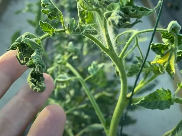 Этот препарат спасет урожай, если у томатов начали скручиваться листья. Главное – успеть обработать