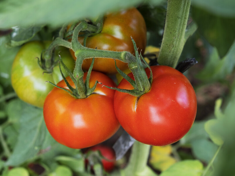 Названо найдієвіші методи, які пришвидшать дозрівання помідорів. Усього кілька кроків