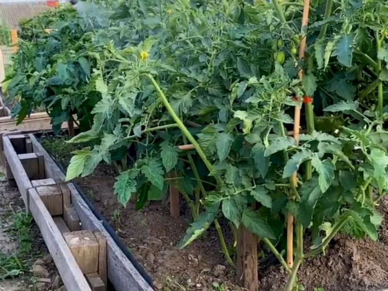 Растворите это в воде – и соберете щедрый урожай помидоров. Назван эффективный препарат от черной мошки