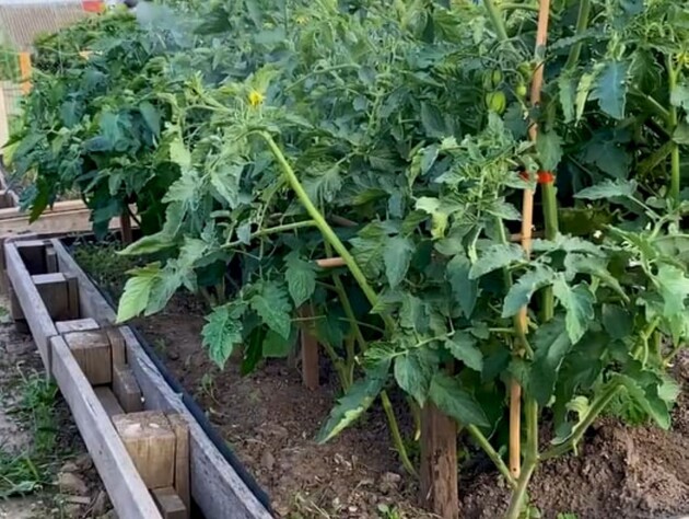 Растворите это в воде – и соберете щедрый урожай помидоров. Назван эффективный препарат от черной мошки