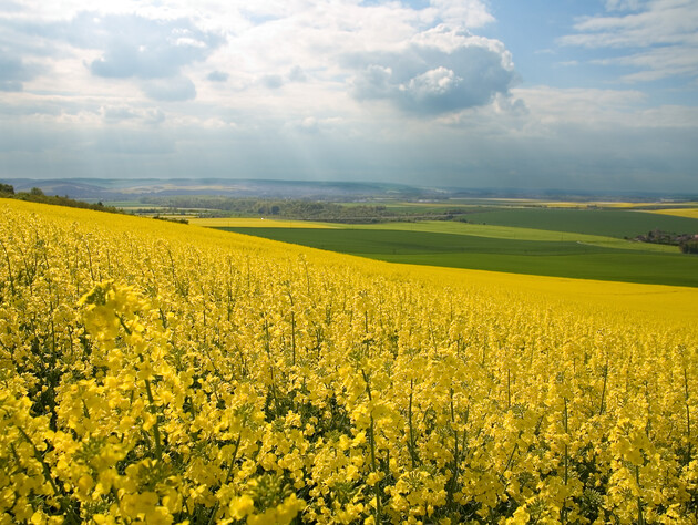 Обмеження експорту ріпаку і сої загрожує скороченням посівів і доходів аграріїв – профільні асоціації