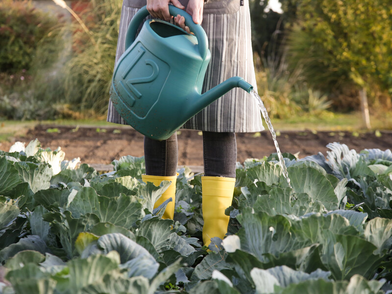 Растворите это в воде – и кочаны без всякой химии вырастут крупными и тугими. Рецепт подкормки капусты